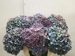 Hydrangea Pimpernel Classic 60cm 21-23cm Hd