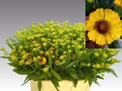 Helenium Choco Dip 60cm