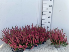 Calluna Garden Girls Franca 12Ø 24cm