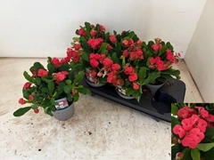 Euphorbia Vulcanus 13Ø 22cm