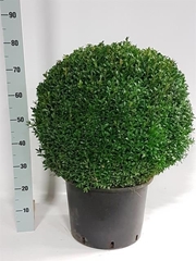 Buxus Sempervirens 35Ø 60cm