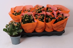 Kalanchoe Double Perfecta Orange 12Ø 24cm