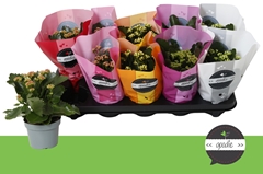 Kalanchoe Double Perfecta Mix 10Ø 24cm