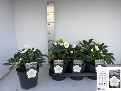 Helleborus Advent Star 17Ø 30cm