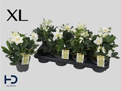 Helleborus Advent Star 12Ø 28cm