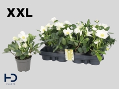 Helleborus Advent Star 9Ø 18cm