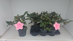 Helleborus Viv Valeria 17Ø 35cm