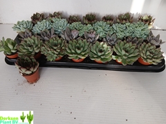 Echeveria Mix 5Ø 7cm