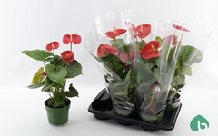 Anthurium Arebo 17Ø 55cm