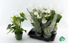 Anthurium Alaska 17Ø 55cm