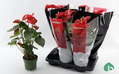 Anthurium Madural 17Ø 60cm