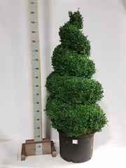 Buxus Sempervirens 50Ø 135cm