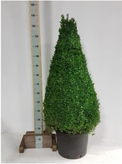 Buxus Sempervirens 45Ø 130cm
