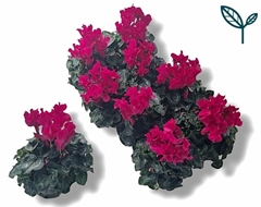 Cyclamen Super Serie Fusion Midi 10Ø 25cm