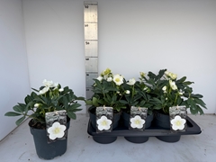 Helleborus Advent Star 17Ø 35cm