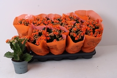 Kalanchoe Double Perfecta Orange 12Ø 24cm