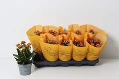 Kalanchoe Double Perfecta Orange 12Ø 25cm