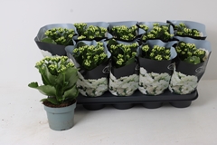 Kalanchoe Double Perfecta White 12Ø 25cm