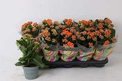 Kalanchoe Double Perfecta Orange 12Ø 27cm