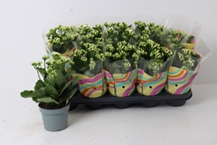 Kalanchoe Double Perfecta White 12Ø 27cm