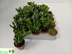 Crassula Mixed 5Ø 10cm