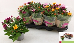 Chrysanth Mount Aubisque Mix 12Ø 26cm
