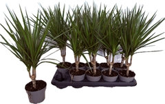 Dracaena 12Ø 45cm