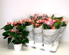 Anthurium Mystique 17Ø 60cm