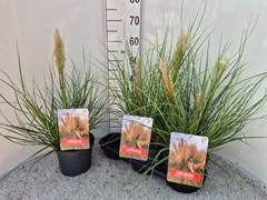 Cortaderia Tiny Pampa 19Ø 60cm