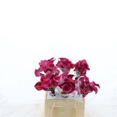Zantedeschia Tokyo 40cm