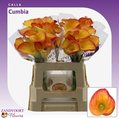 Zantedeschia Cumbia 55cm