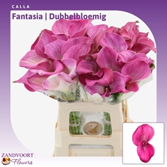 Zantedeschia Fantasia 60cm Twisted