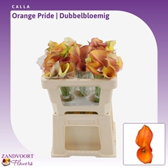 Zantedeschia Orange Pride 50cm Twisted