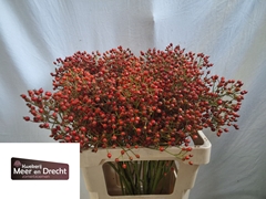 Rosa Magical Orange Cascade 60cm