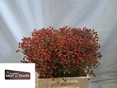 Rosa Magical Orange Cascade 40cm