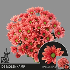 Chrysanth Spray Ballerina's Cher 70cm 70gr.
