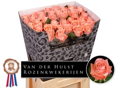 Rosa Liesbeth 70cm