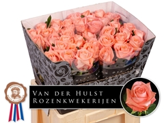 Rosa Liesbeth 60cm