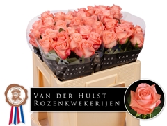 Rosa Liesbeth 50cm