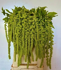 Amaranthus Caudatus Cycloop 80cm