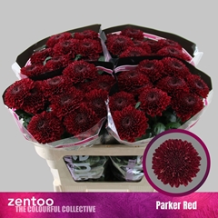 Chrysanth Single Parker Red 70cm 75gr.