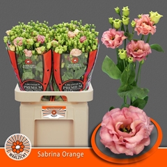 Eustoma Double Sabrina Orange 70cm