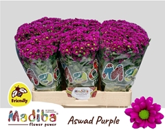Chrysanth Santini Madiba Aswad Purple 55cm 40gr.