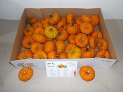 Cucurbita Pepo Jack Be Little 7cm