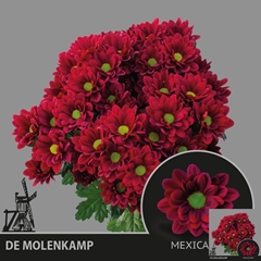 Chrysanth Spray Mexicano 70cm 75gr.