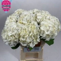 Hydrangea White Verena 60cm 12-14cm Hd