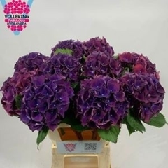 Hydrangea Royal King 60cm 12-14cm Hd
