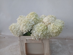 Hydrangea Limelight 40cm 10-12cm Hd
