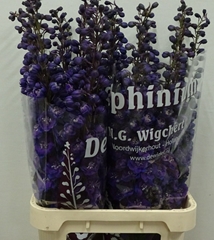 Delphinium Double Dewi Chrissy 110cm
