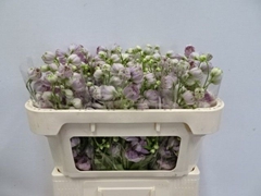 Delphinium Double Dewi Lady 65cm